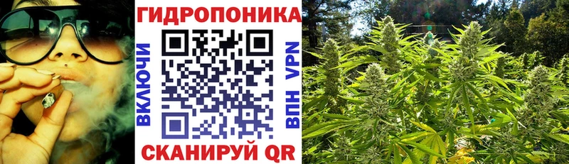 Бошки марихуана OG Kush Шенкурск